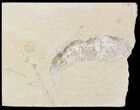 Cretaceous Fossil Shrimp - Lebanon #48567-1